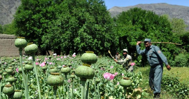 Afghanistan Still World’s Largest Opium Producer by Far: Report